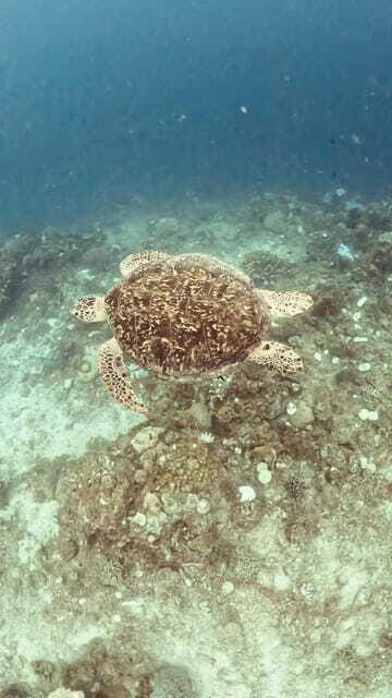 Siquijor: Jeepney Island Tour with Snorkeling - Paliton Beach: the easy finale with sunset vibes