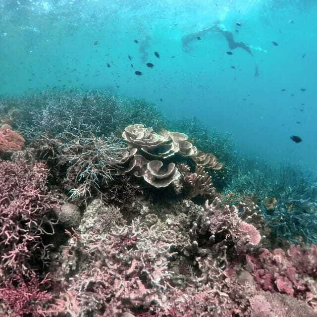 Siquijor: Jeepney Island Tour with Snorkeling - Food, souvenir time, and what’s included (and why it’s a fair deal)