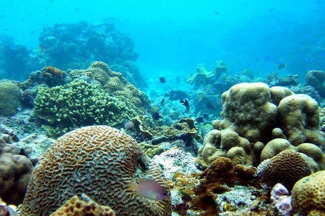 The Ultimate Rush: Moalboal Sardine Run and Kawasan Canyoneering - Timing and the 4:00 am start from Cebu City