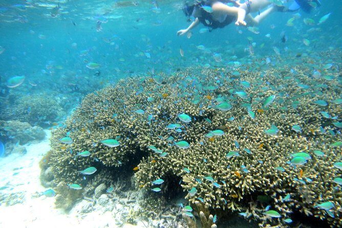 Twin Island Snorkeling Adventure at Hiltungan and Nalsuan - Key Things I’d Plan For