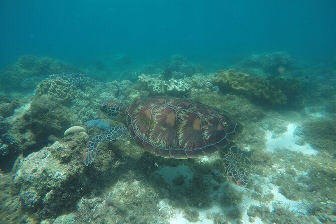 Whale Shark, Canyoneering, Sardines Run and Turtles with Transpo - Oslob Whale Sharks: Up Close, With One Big Caution