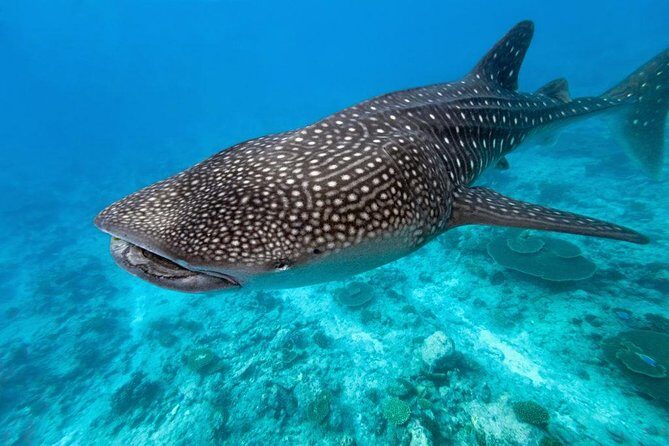 Whale Shark Encounter and Sumilon Sandbar with Kawasan Falls - Sumilon Sandbar: your beach block with lunch waiting