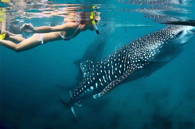Whale Shark Encounter and Sumilon Sandbar with Kawasan Falls - Value and the real cost of doing this in one day for $200