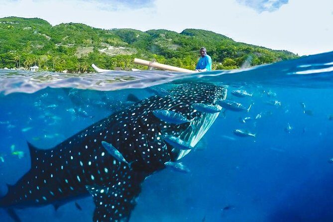 Whale Shark Encounter and Tumalog Waterfalls Tour - From Mactan to Oslob: the very early start and how transport works