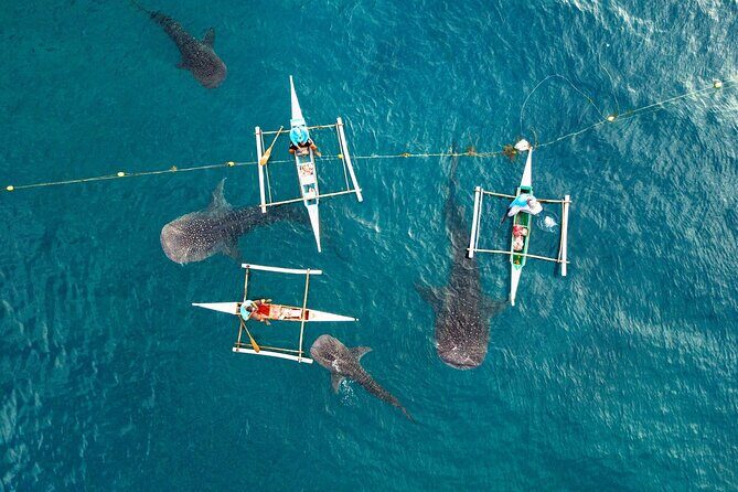 Whale Shark Encounter and Tumalog Waterfalls Tour - Snorkeling with whale sharks: the morning slot and what to expect in the water
