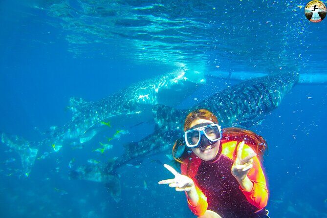 Whale Shark Swimming, Tumalog Falls and Kawasan Canyoneering - Oslob Whale Sharks: the swim that pays off early