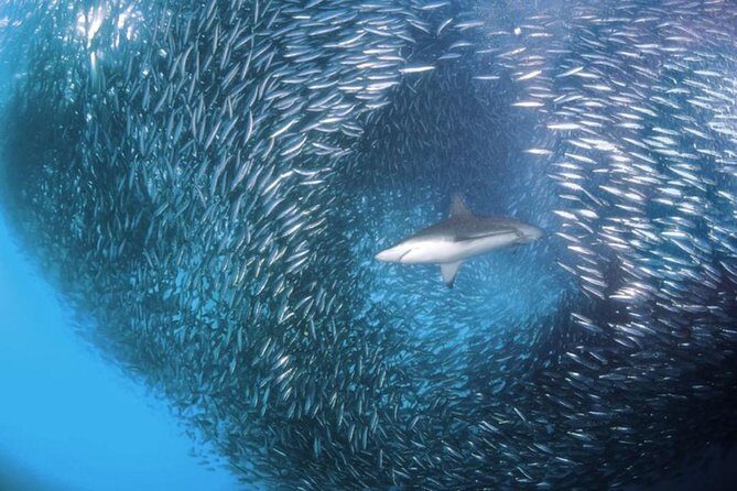 Whale Shark & Tumalog Falls & Sumilon Sandbar & Pescador Island with Sardines - Tumalog Falls: a short stop that’s worth it if you manage your time