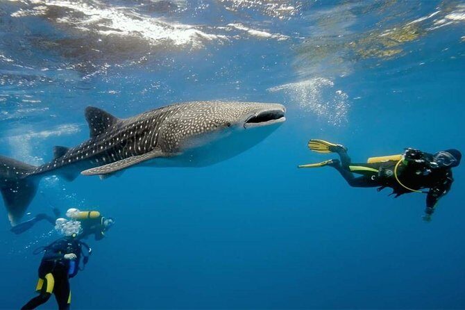 Whale Shark Watching and Sumilon Sandbar Private Tour Package - Tumalog Falls: a short scenic reset (and a closure you should know)