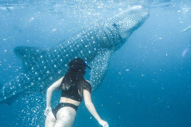 Whale Shark Watching & Tumalog Falls & Kawasan Falls - Kawasan Falls: Two Hours at a Famous Waterfall (Closure Notes)
