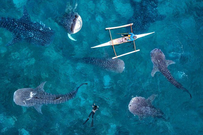 Whale Shark Watching & Tumalog Falls & Kawasan Falls - Oslob Whale Sharks: Quick Access and Water Time