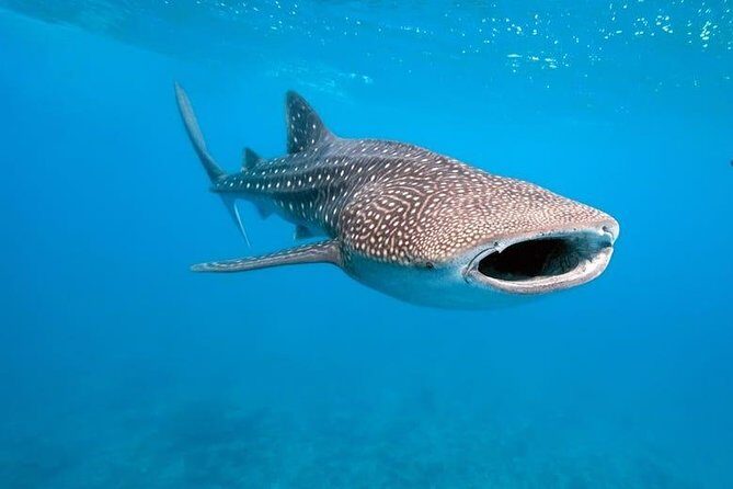 Whale Shark Watching with Sumilon Sandbar and Kawasan Falls Tour - Tumalog Falls in Oslob: a short nature break with a simple travel choice