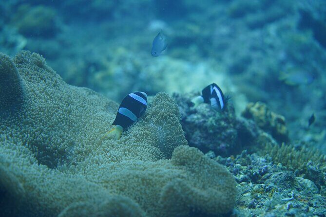 Wonderful Snorkeling Trip from Manila! updated 2023*** - Restaurant stops without included lunch: how to plan food like a pro